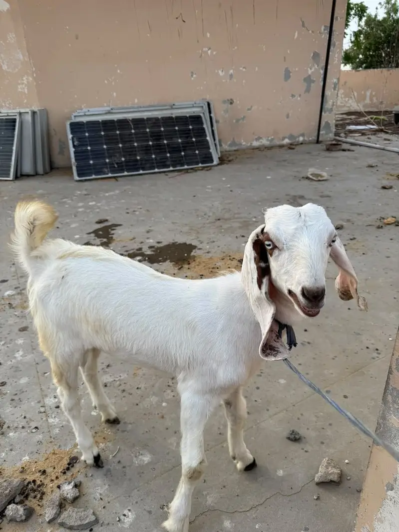 Goat and kids male , female — photo 4