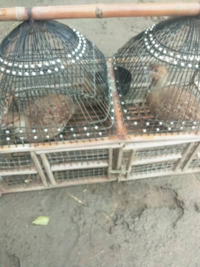 for urgent sale white teetar pair