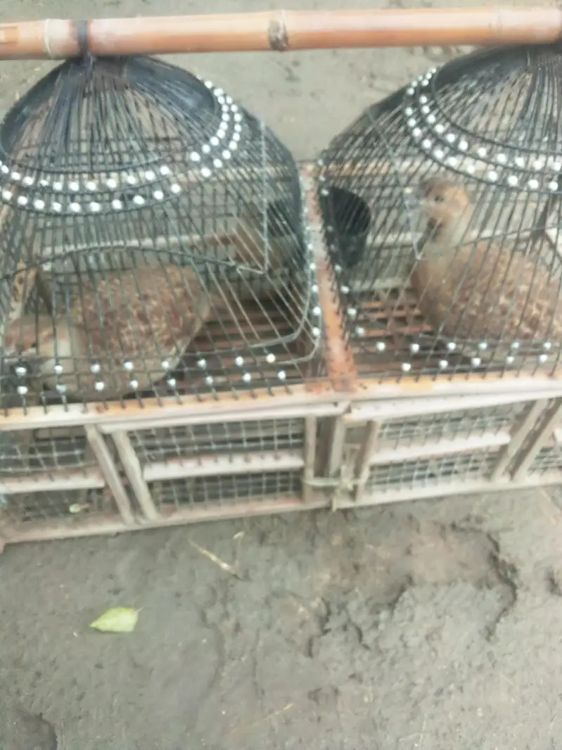 for urgent sale white teetar pair