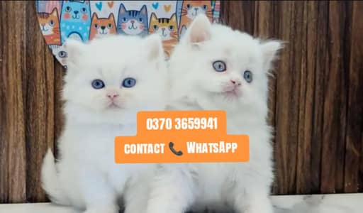 ( Persian Female Kitten ) For sale ( vaccinated )