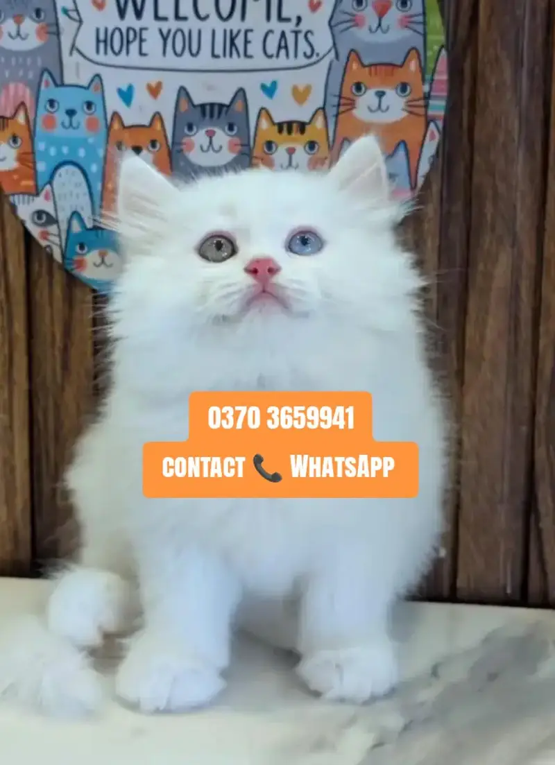 ( Persian Female Kitten ) For sale ( vaccinated ) — photo 2