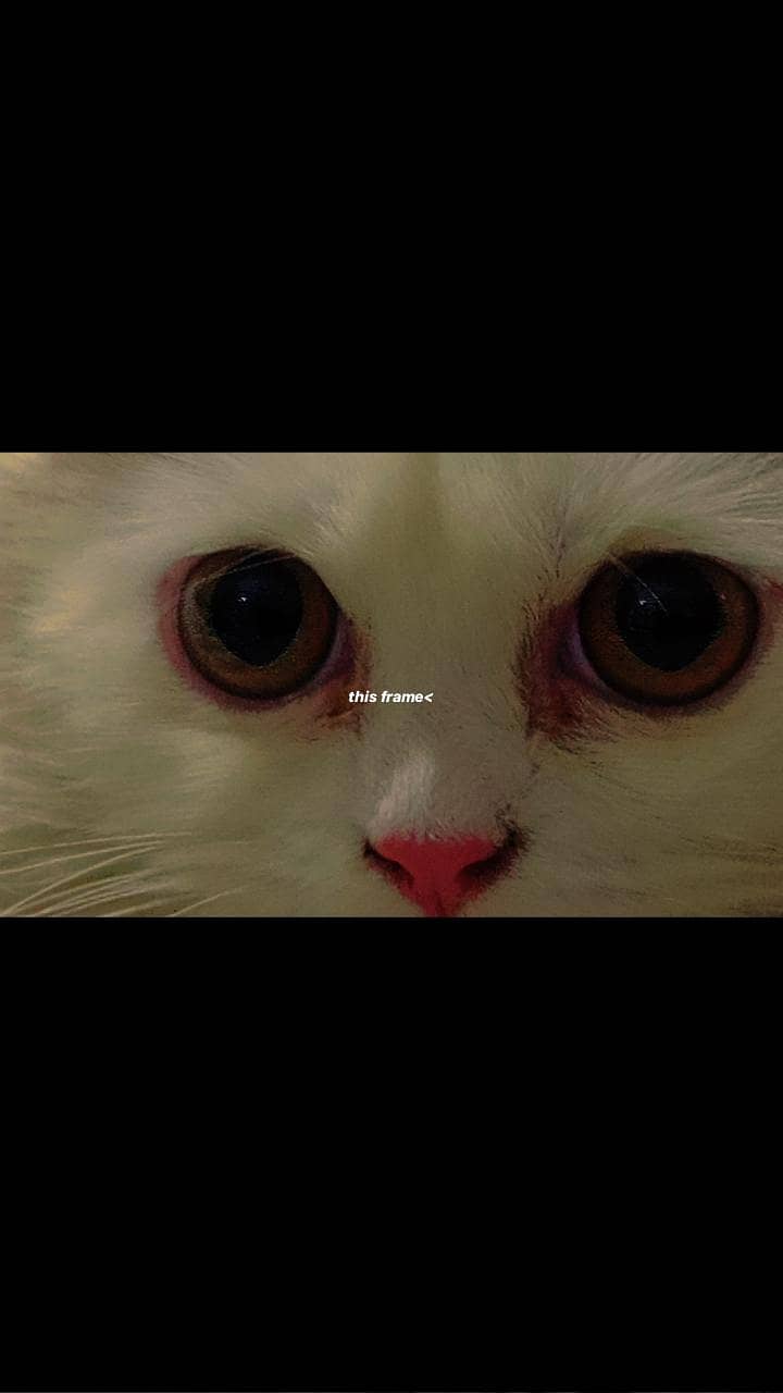 Persian Cat 0