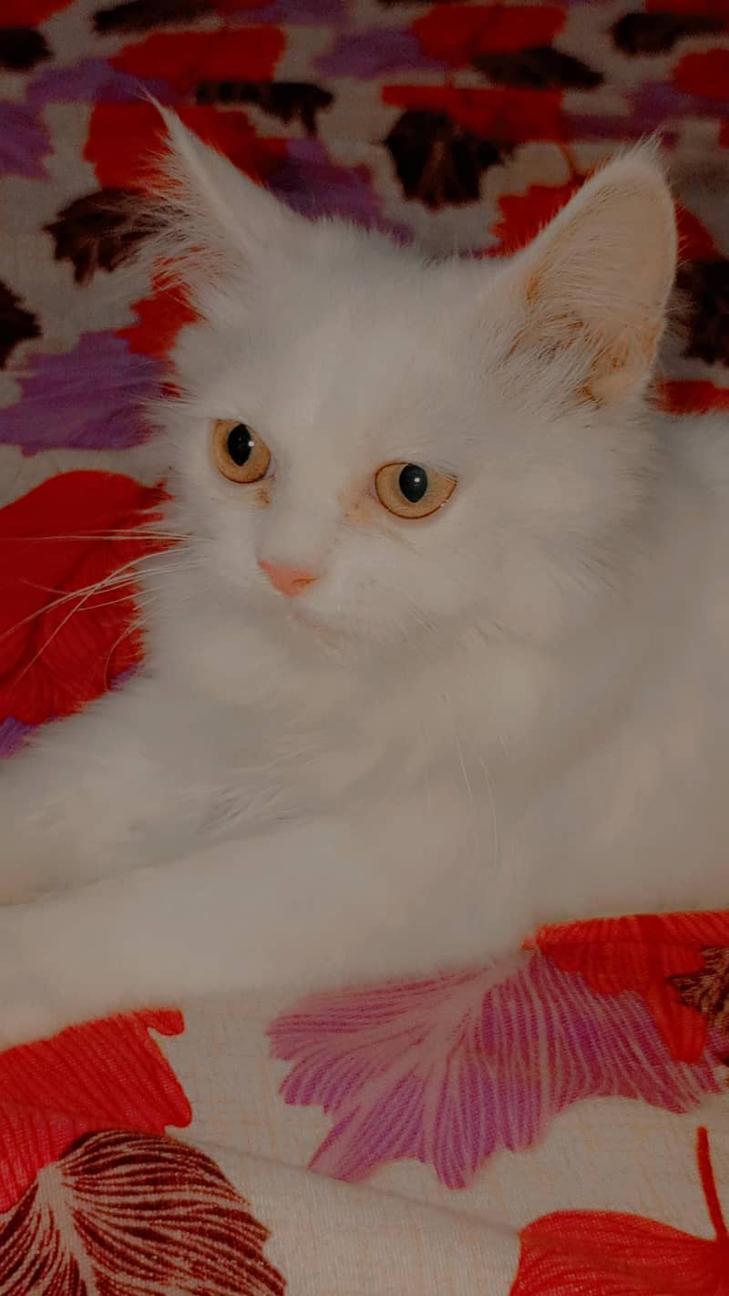 Persian Cat 1