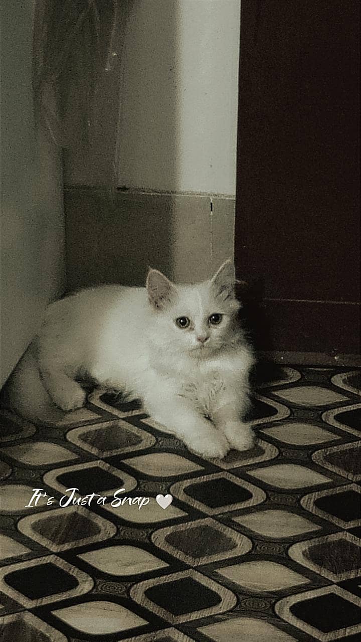 Persian Cat 2
