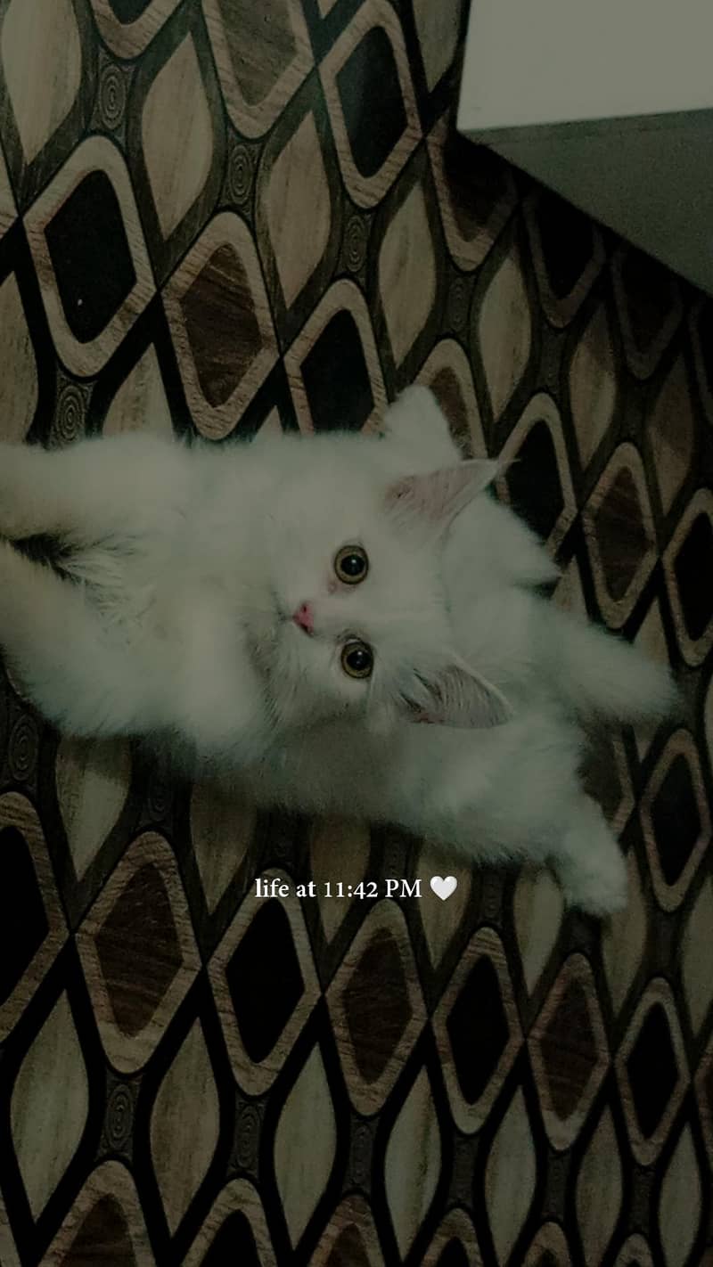 Persian Cat 3