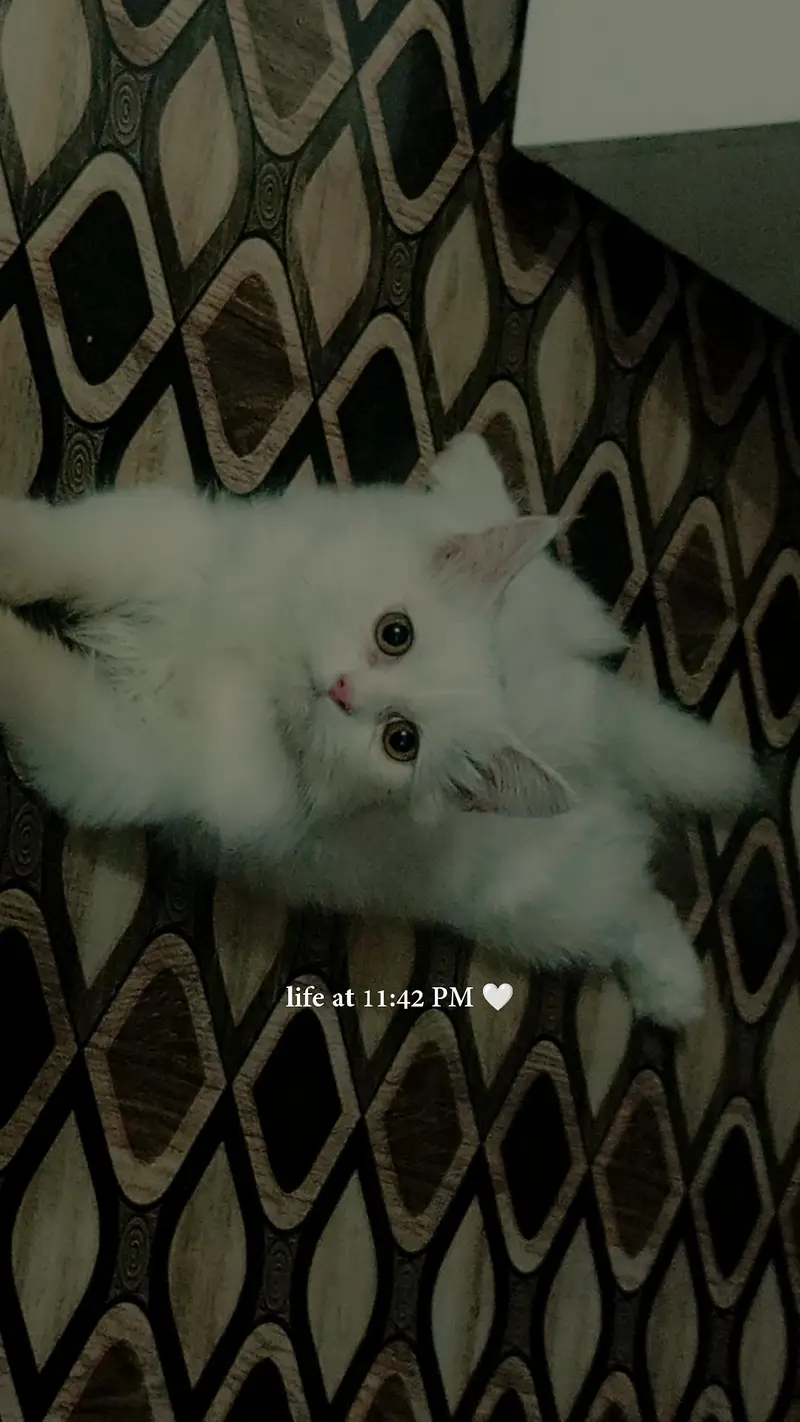 Persian Cat — photo 4