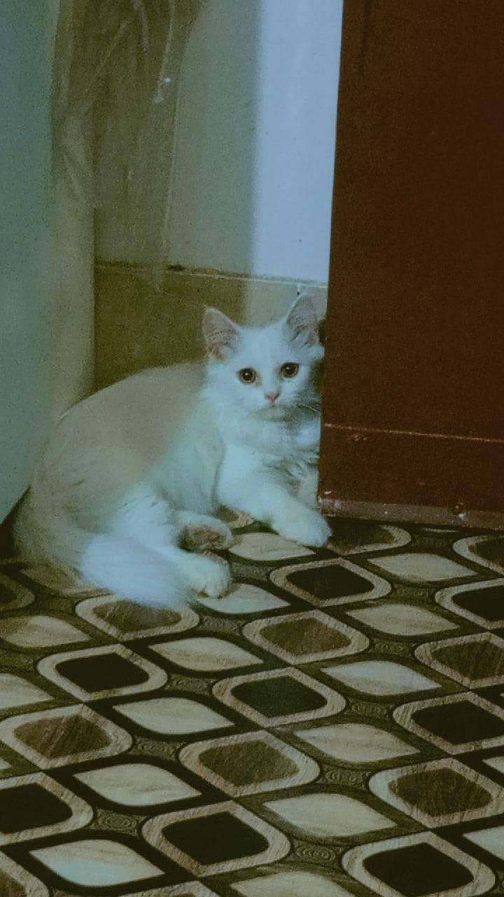 Persian Cat 4