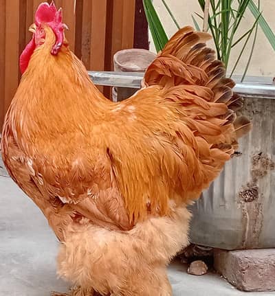 Breeder Golden male health & active