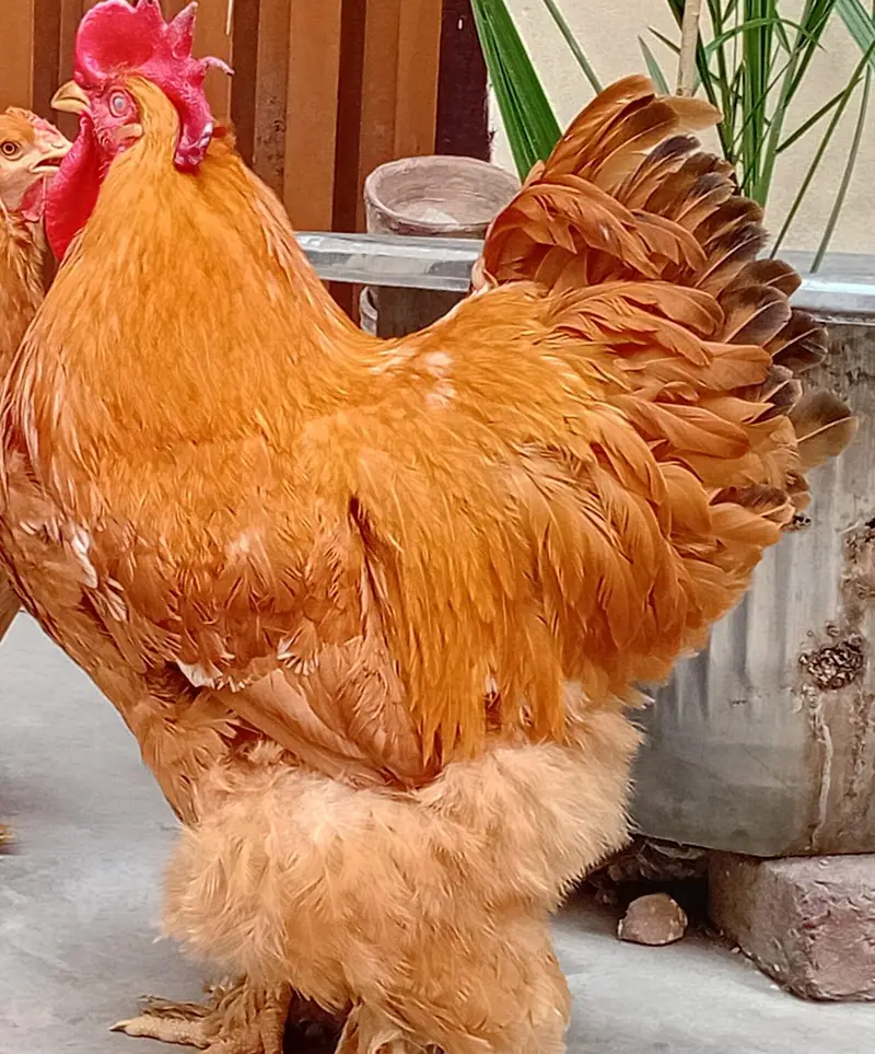 Breeder Golden male health & active — photo 2