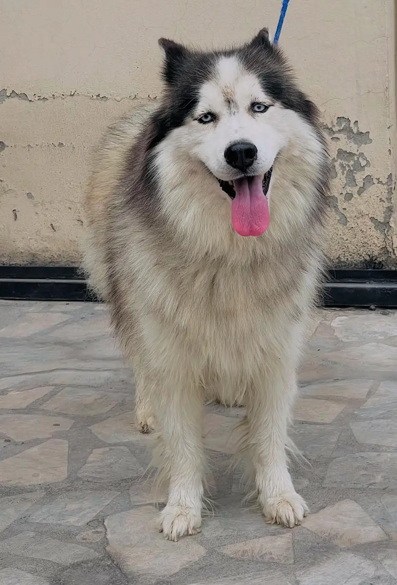 Siberian husky wollycoat male — photo 2