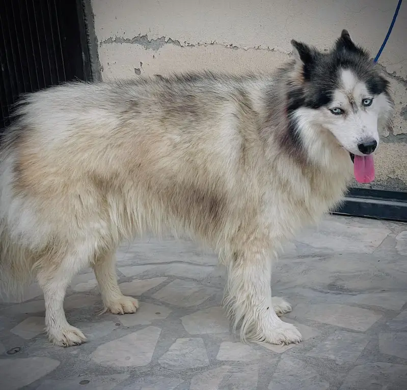 Siberian husky wollycoat male — photo 3