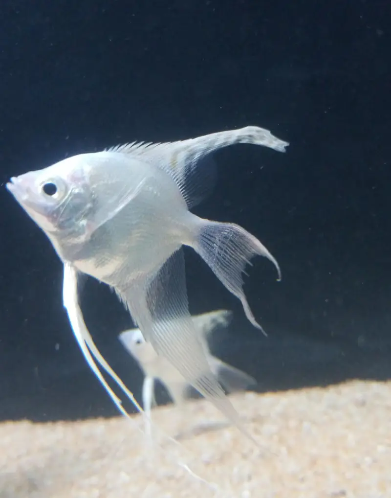 diamond Angel