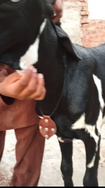 beetal breeder bakera