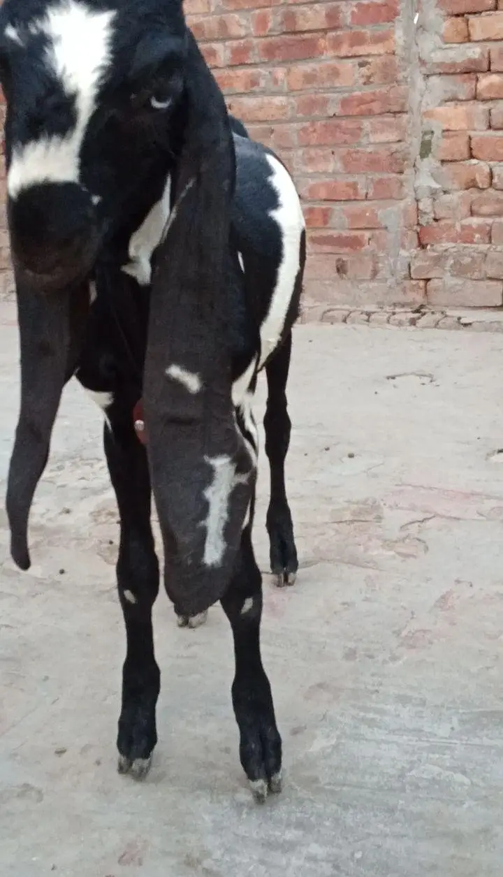 beetal breeder bakera — photo 2