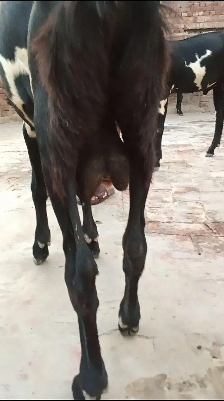 beetal breeder bakera — photo 3