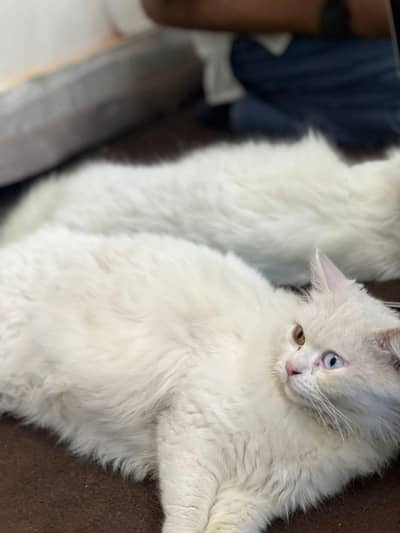 Persian cat