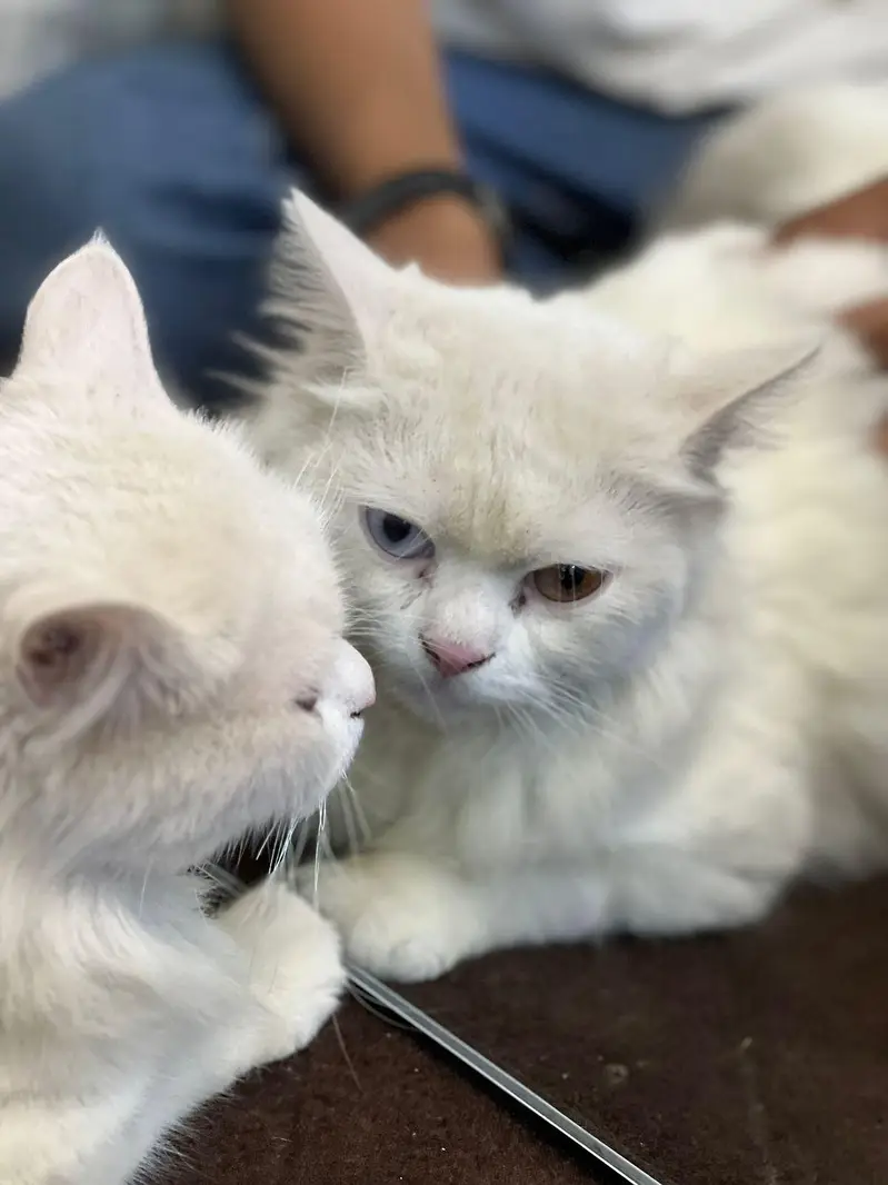 Persian cat — photo 2