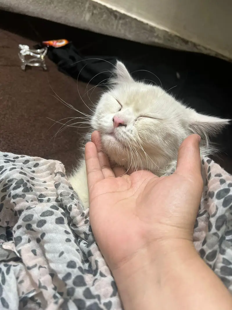 Persian cat — photo 3