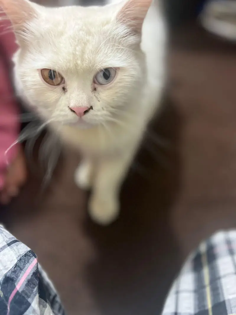 Persian cat — photo 4