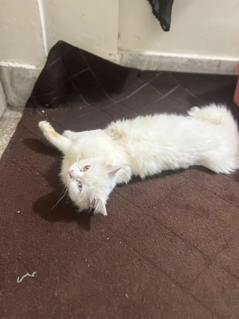 Persian cat — photo 5