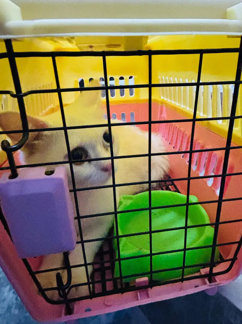 Persian cat — photo 7