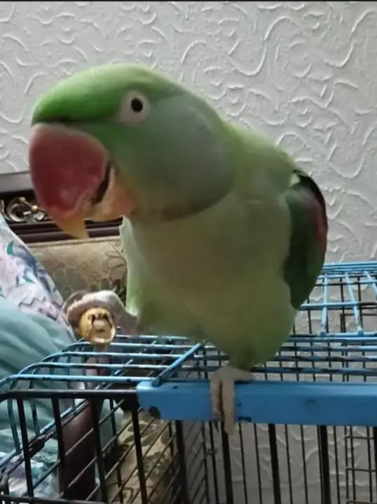 Female raw parrot, talking parrot — photo 2