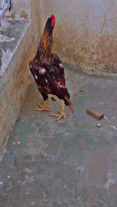 Pela Aseel for sale
