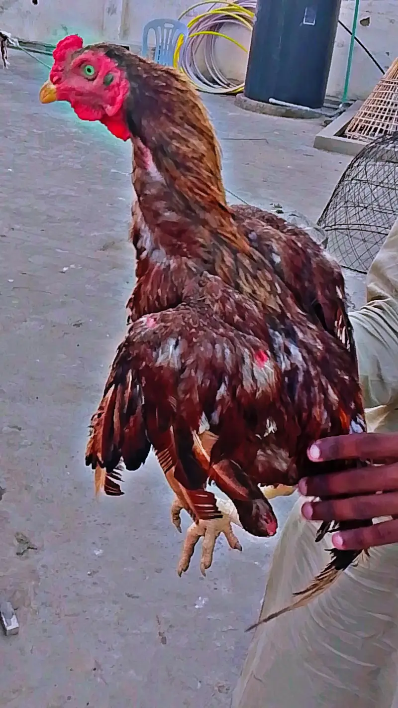 Pela Aseel for sale — photo 4