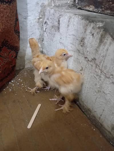 golden buff chicks for sale