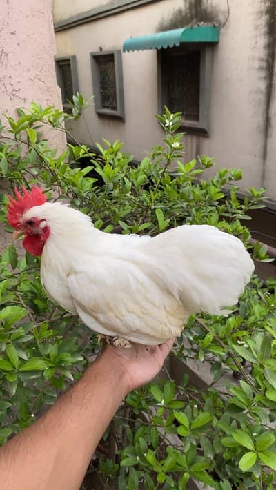 Bentum 3 male for sale adult male