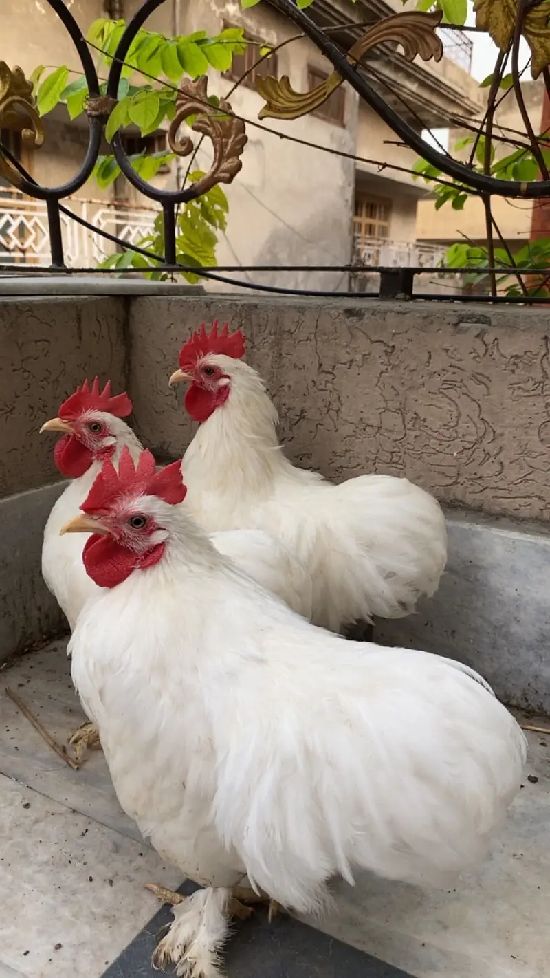 Bentum 3 male for sale adult male — photo 2