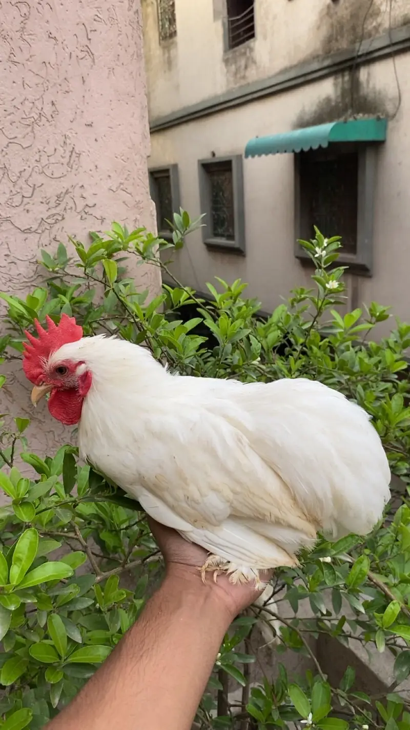 Bentum 3 male for sale adult male — photo 3