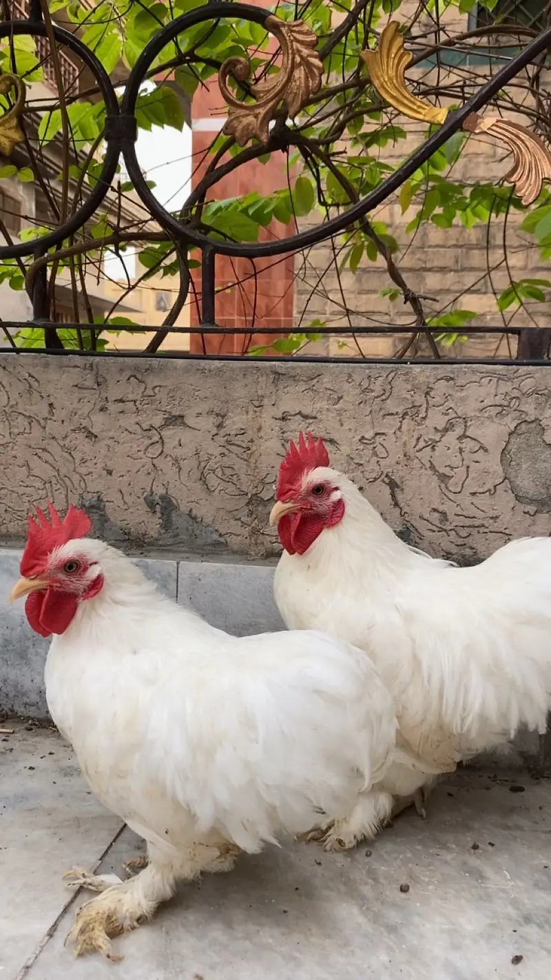 Bentum 3 male for sale adult male — photo 4