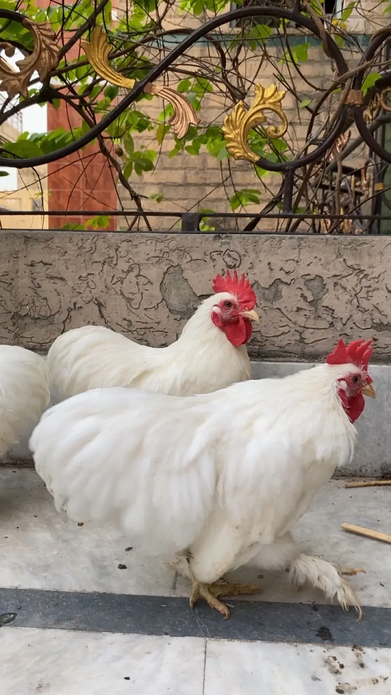 Bentum 3 male for sale adult male — photo 5