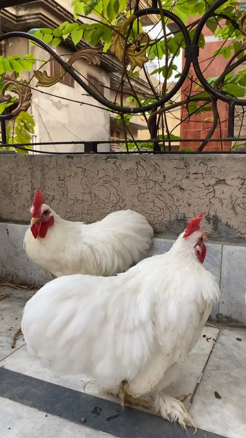 Bentum 3 male for sale adult male — photo 6