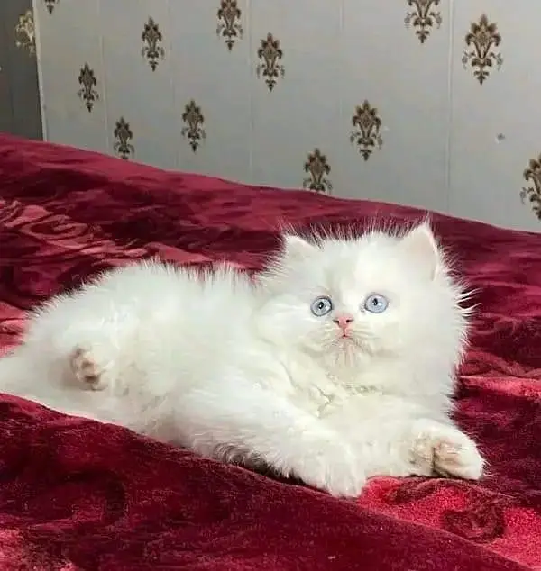 Persian cat triple quote 5 face mein later train — photo 2