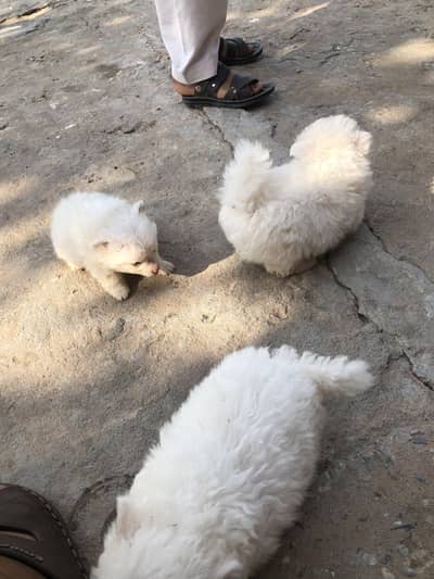 Russian dog 2 month ka ha  juda ha 2 adad ha male+female