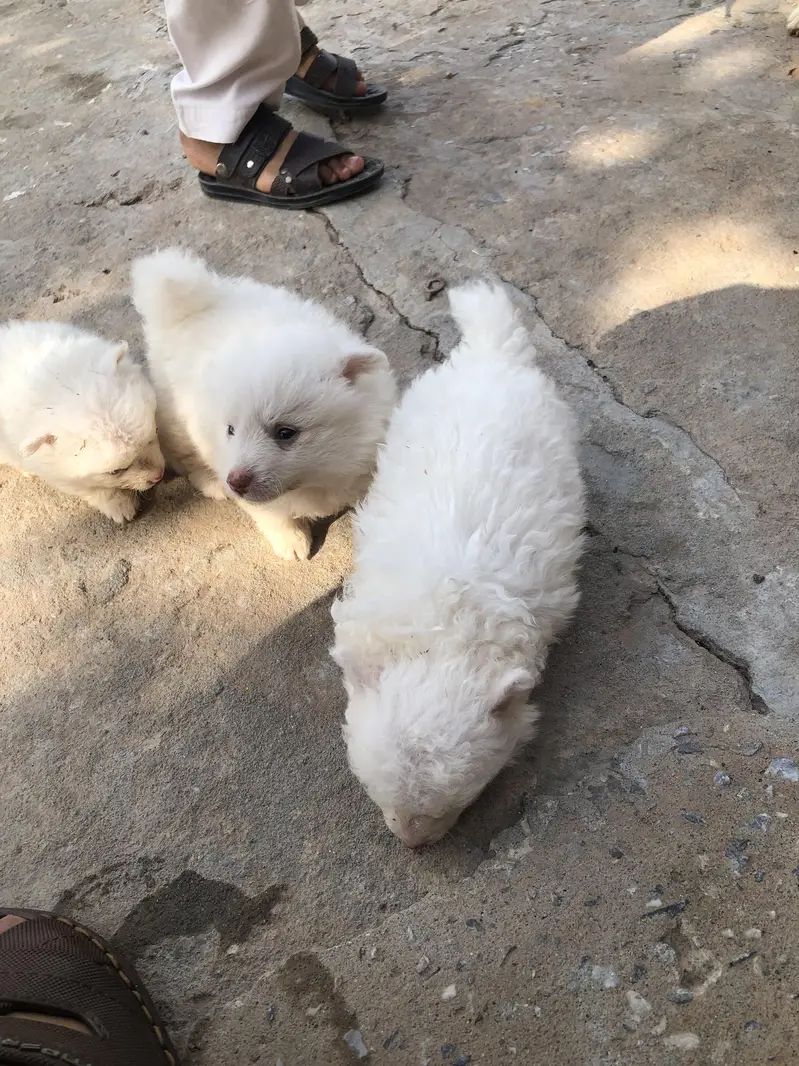 Russian dog 2 month ka ha  juda ha 2 adad ha male+female — photo 2