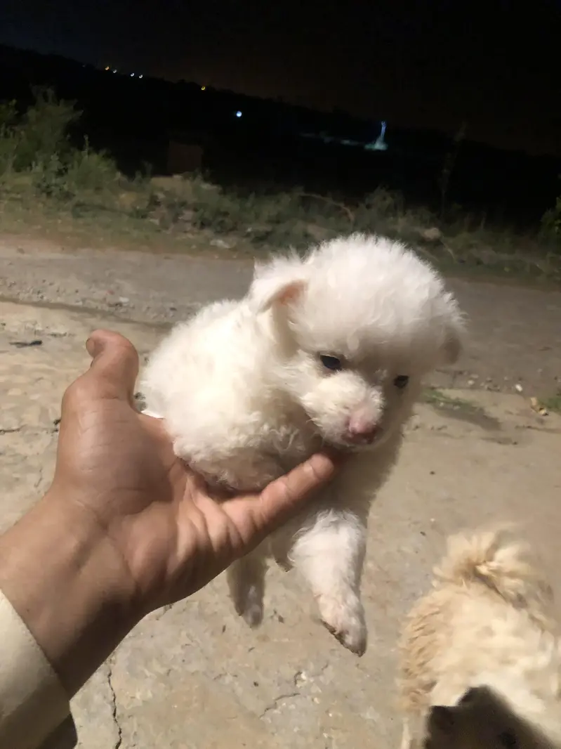 Russian dog 2 month ka ha  juda ha 2 adad ha male+female — photo 3