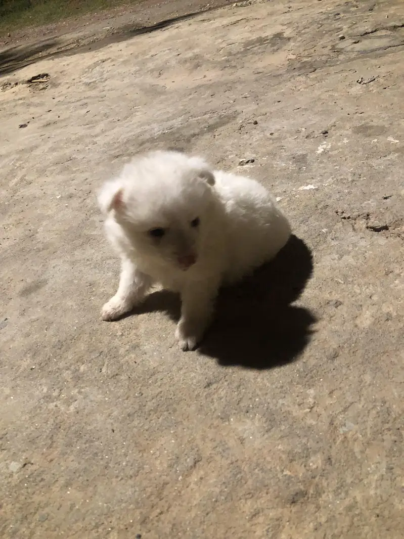 Russian dog 2 month ka ha  juda ha 2 adad ha male+female — photo 4