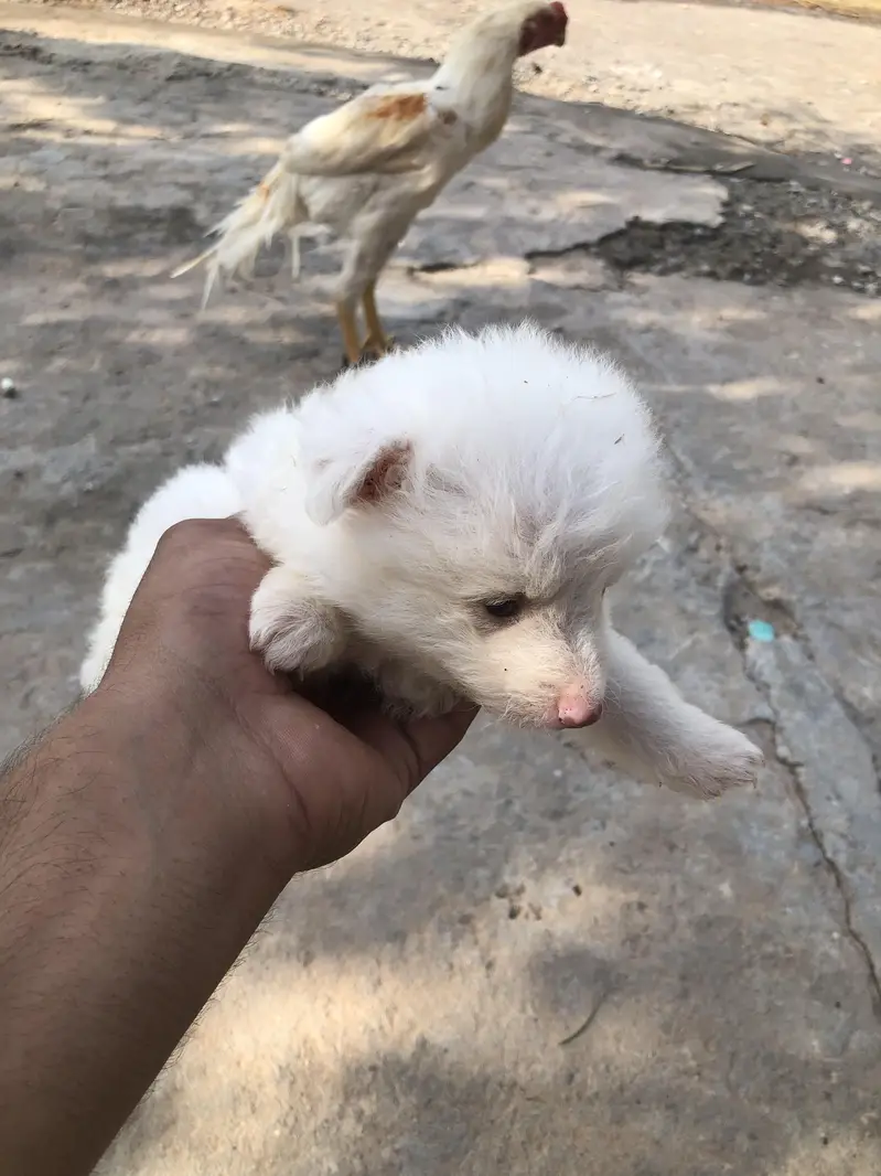 Russian dog 2 month ka ha  juda ha 2 adad ha male+female — photo 5