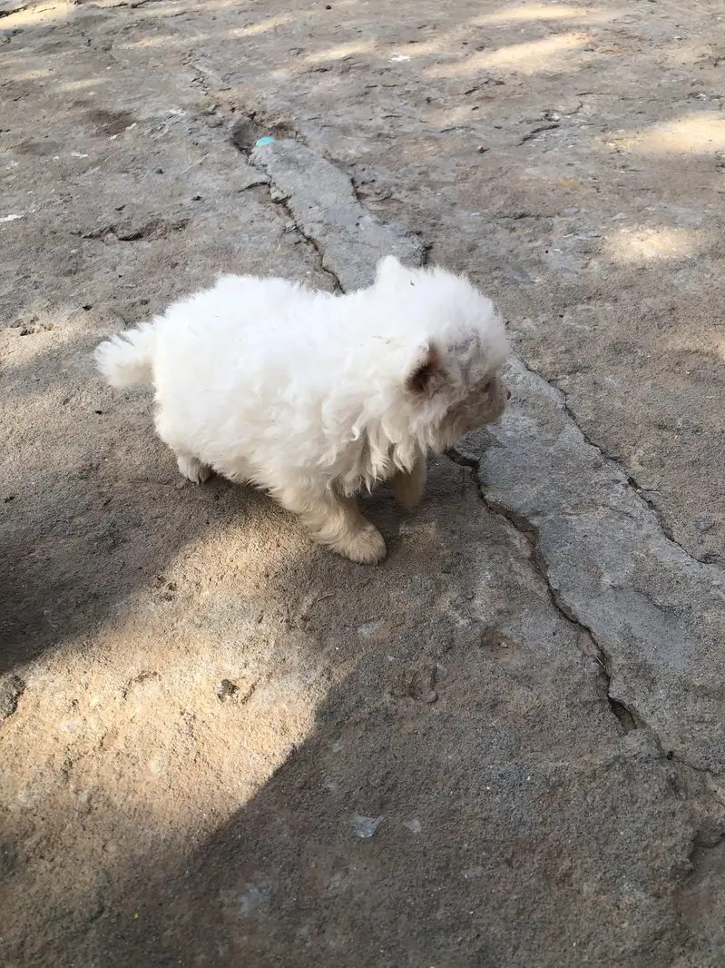Russian dog 2 month ka ha  juda ha 2 adad ha male+female — photo 6
