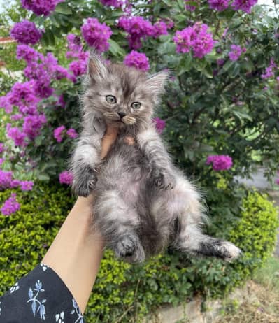 male and female cats for sale