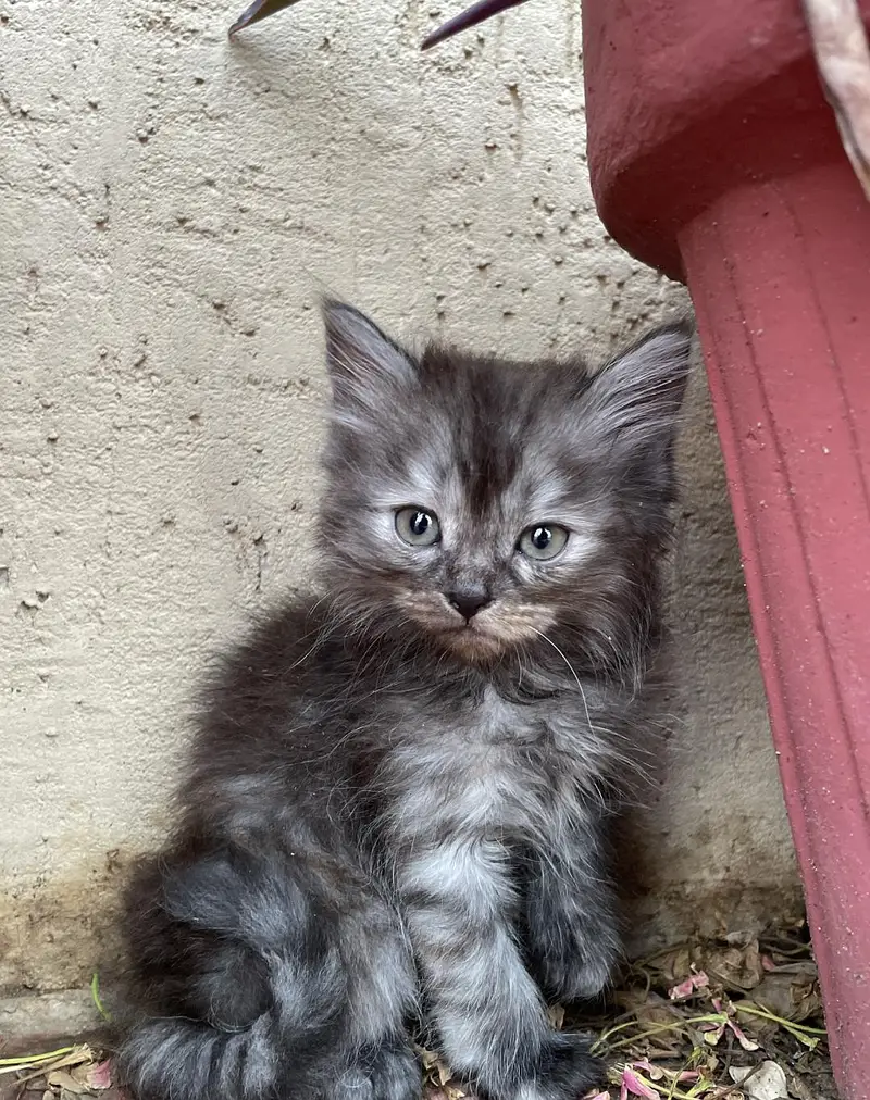 male and female cats for sale — photo 2
