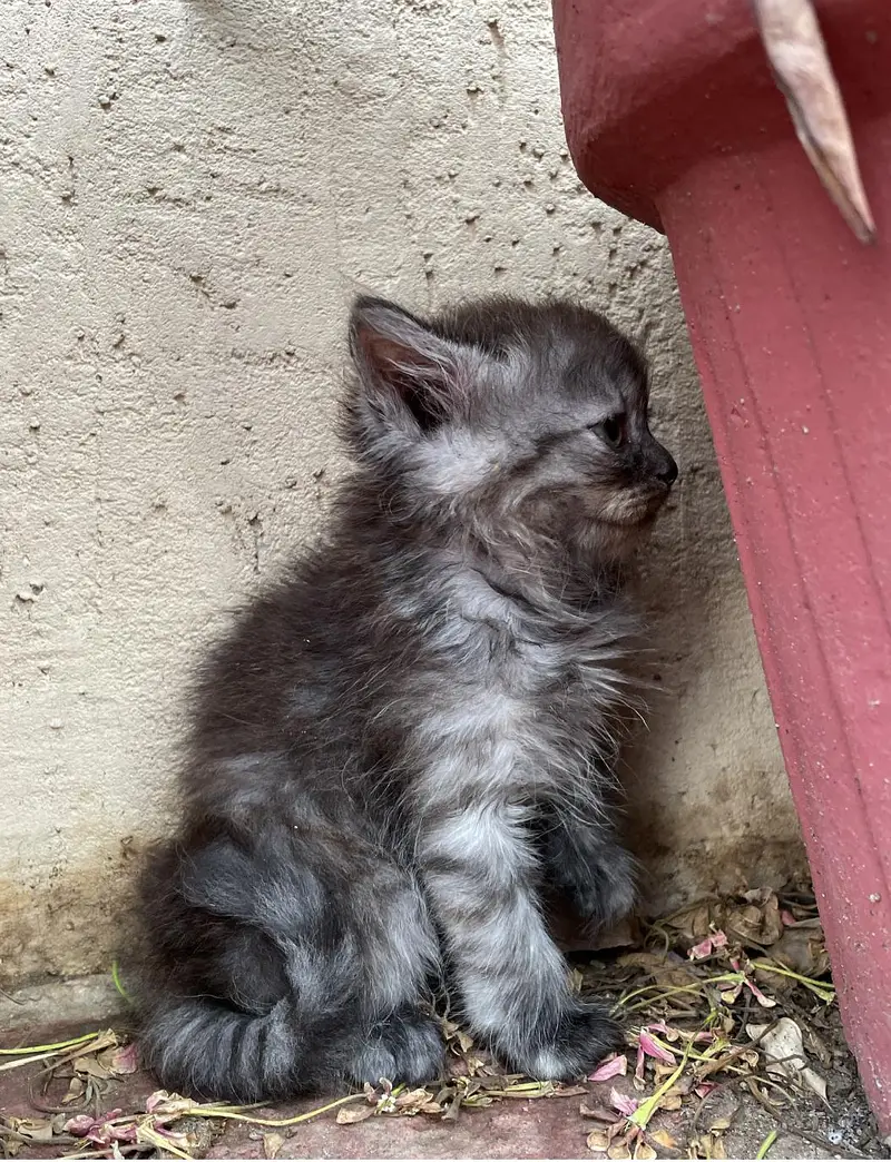 male and female cats for sale — photo 3
