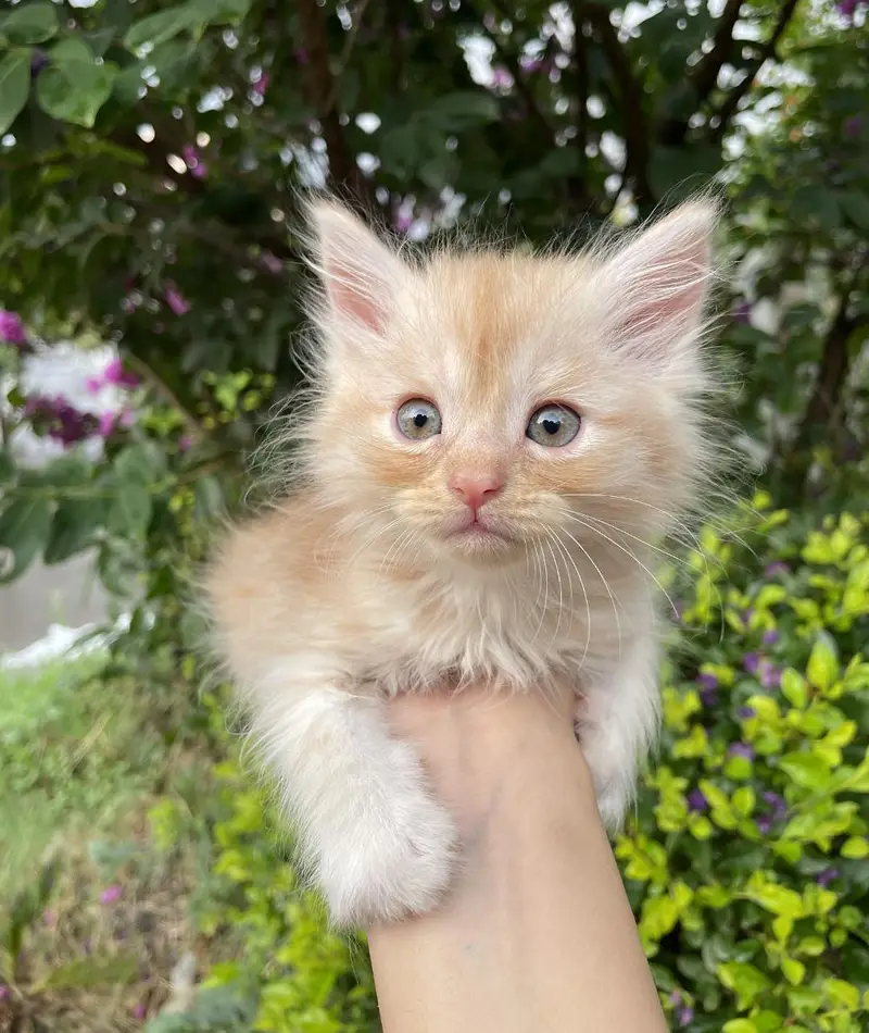 male and female cats for sale — photo 4