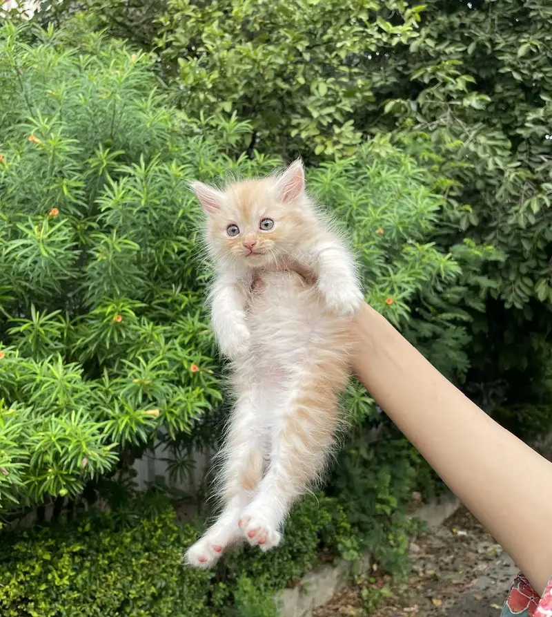 male and female cats for sale — photo 5