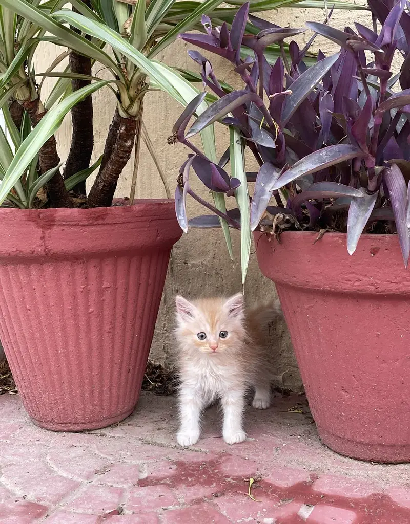 male and female cats for sale — photo 6