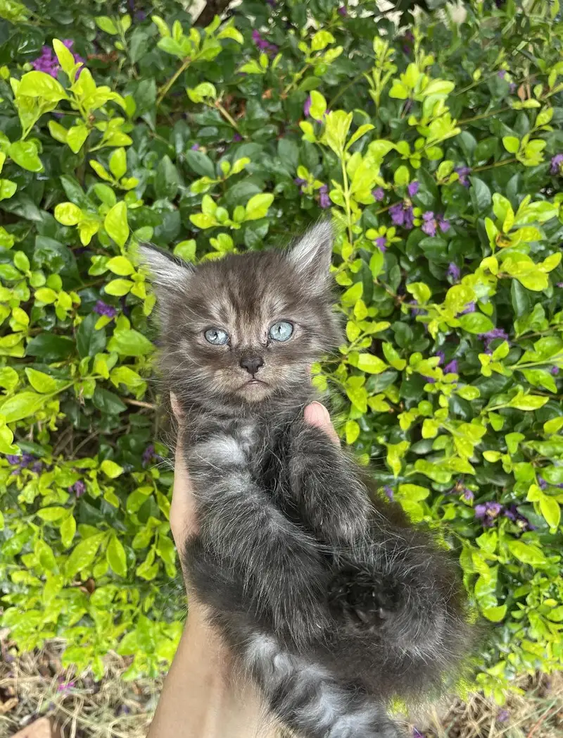 male and female cats for sale — photo 7