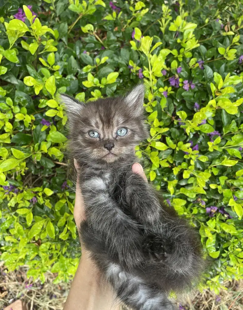 male and female cats for sale — photo 8